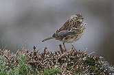 Pipit farlouse