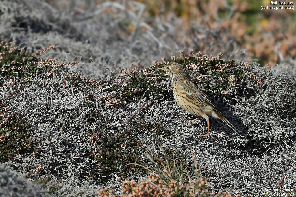 Meadow Pipitadult post breeding, identification