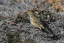 Pipit farlouse