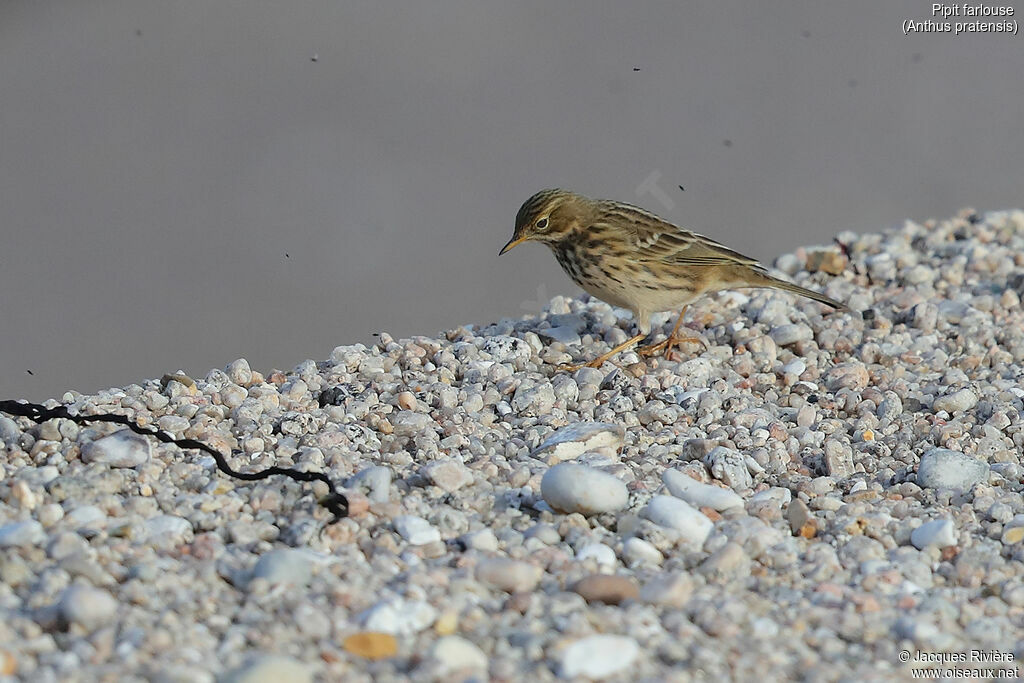 Pipit farlouseadulte internuptial, identification