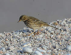 Meadow Pipit