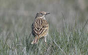 Pipit farlouse