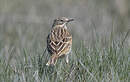 Pipit farlouse