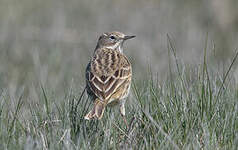 Pipit farlouse