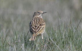 Pipit farlouse