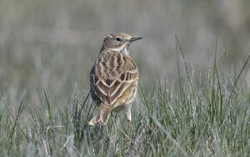 Pipit farlouse
