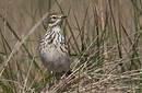 Pipit farlouse