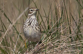 Pipit farlouse