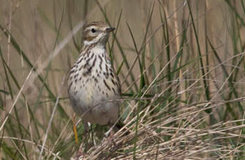 Pipit farlouse