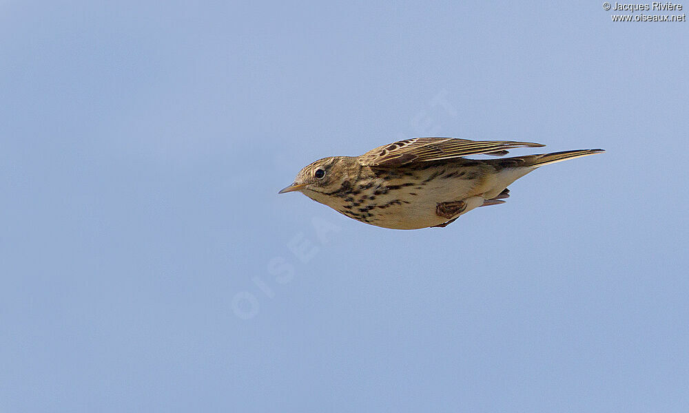 Pipit farlouseadulte nuptial, Vol