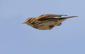 Meadow Pipit