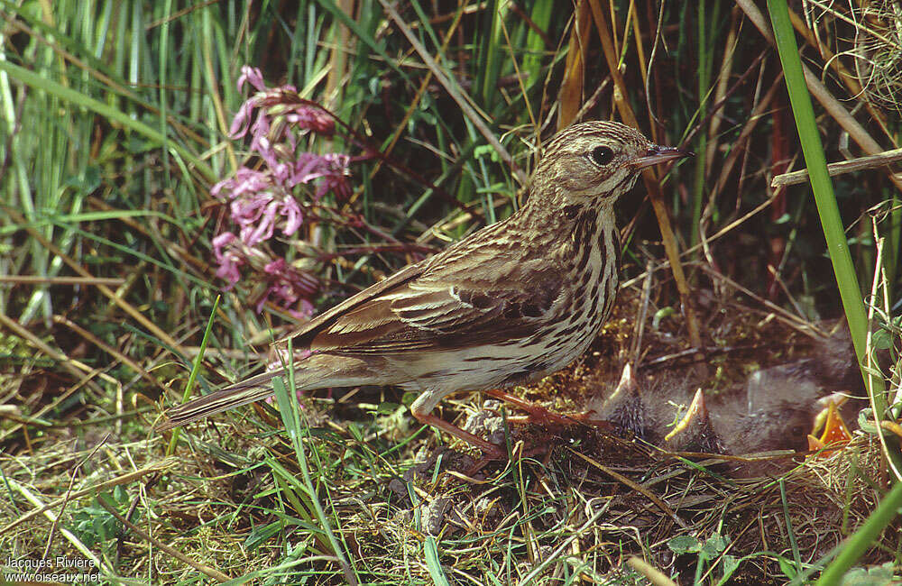 Meadow Pipitadult breeding, Reproduction-nesting