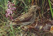 Pipit farlouse