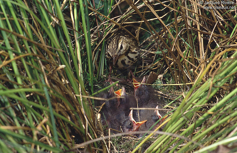 Meadow Pipitadult breeding, Reproduction-nesting