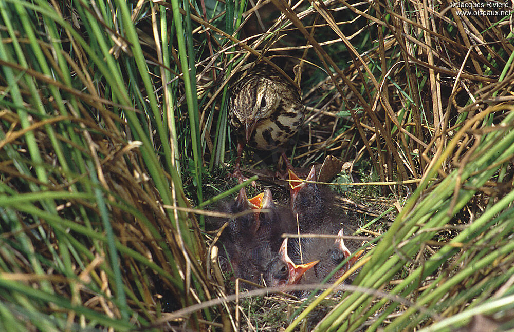 Meadow Pipitadult breeding, Reproduction-nesting