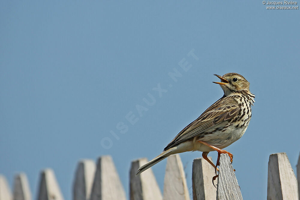 Meadow Pipitadult breeding