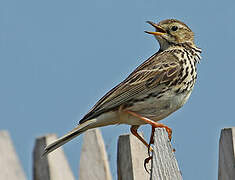 Pipit farlouse