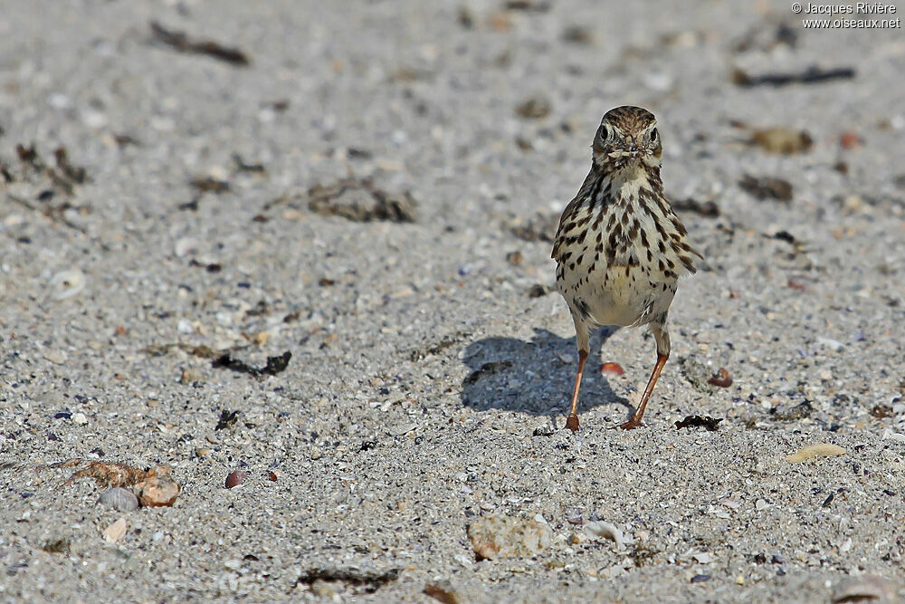 Pipit farlouseadulte nuptial