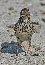 Pipit farlouse