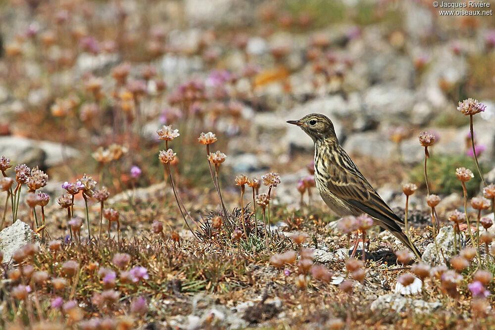 Pipit farlouseadulte nuptial