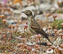 Meadow Pipit