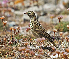 Pipit farlouse