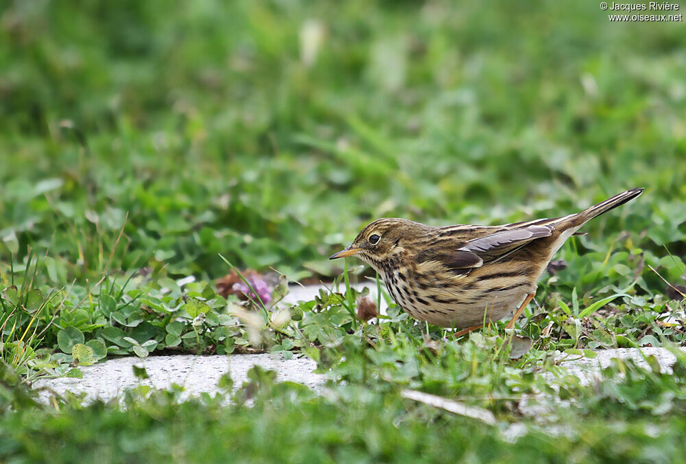 Pipit farlouseadulte internuptial