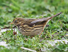 Pipit farlouse