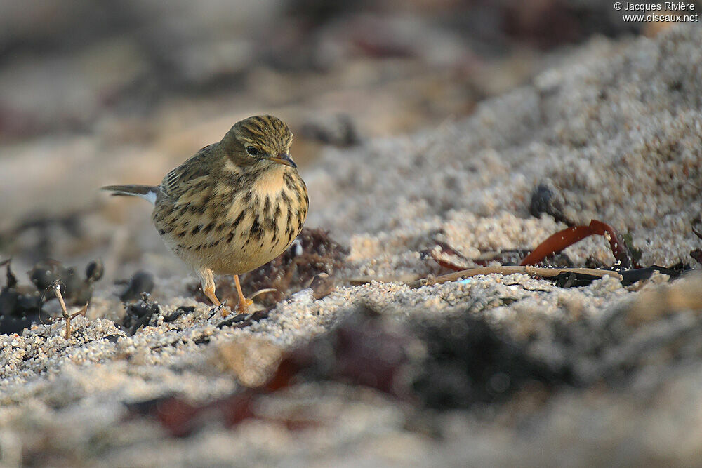 Pipit farlouseadulte internuptial