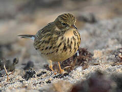 Meadow Pipit