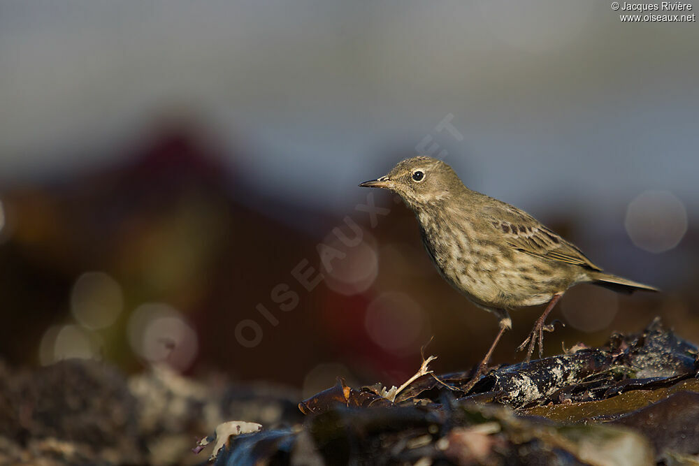 European Rock Pipitadult post breeding