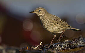 Eurasian Rock Pipit