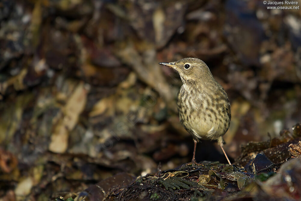 European Rock Pipitadult post breeding