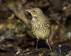 Eurasian Rock Pipit