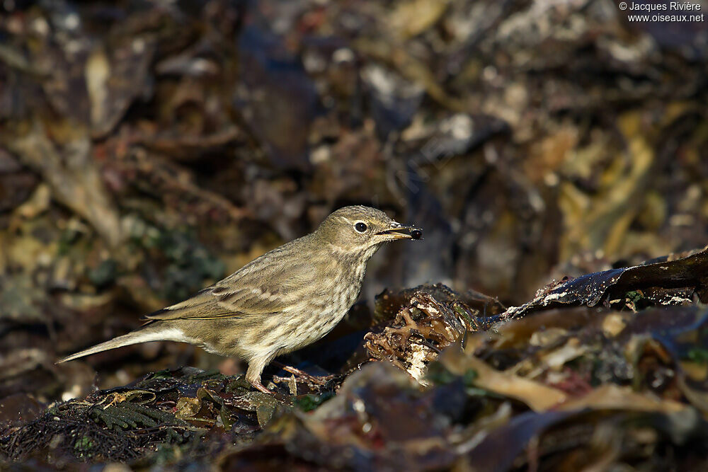 European Rock Pipitadult post breeding