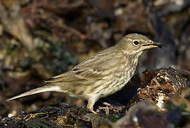 Eurasian Rock Pipit