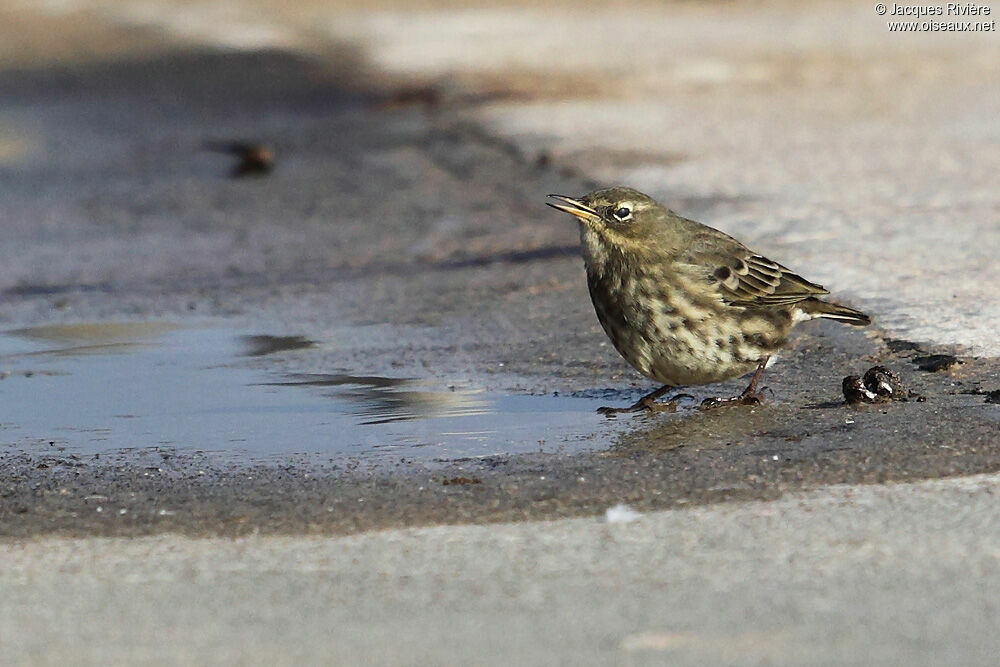 Pipit maritimeadulte internuptial