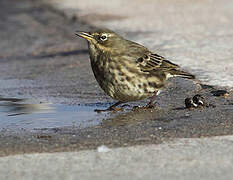 Eurasian Rock Pipit