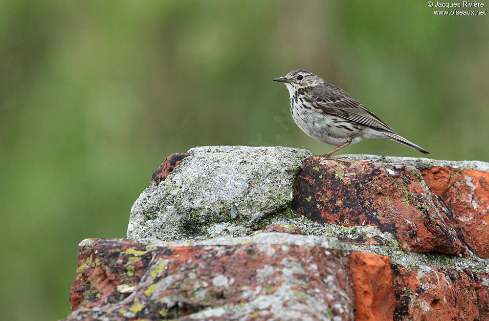 Pipit maritimeadulte nuptial