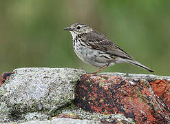 European Rock Pipit