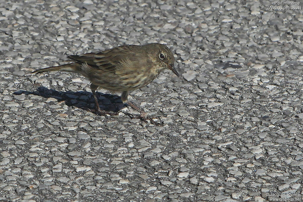 Pipit maritimeadulte