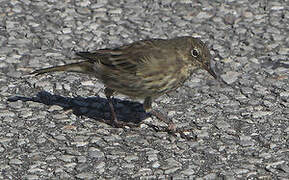 European Rock Pipit