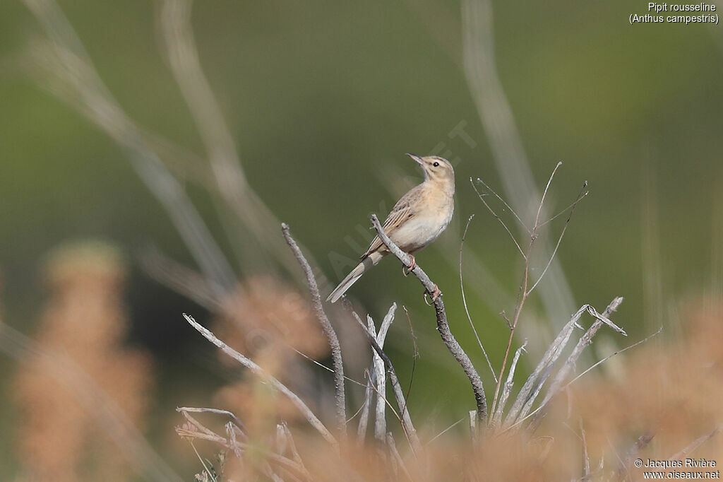 Tawny Pipit male adult breeding, identification