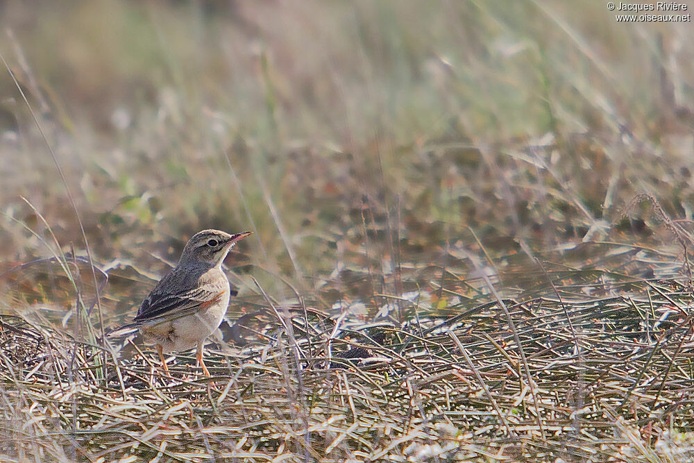 Pipit rousselineadulte nuptial