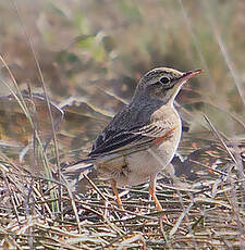 Pipit rousseline