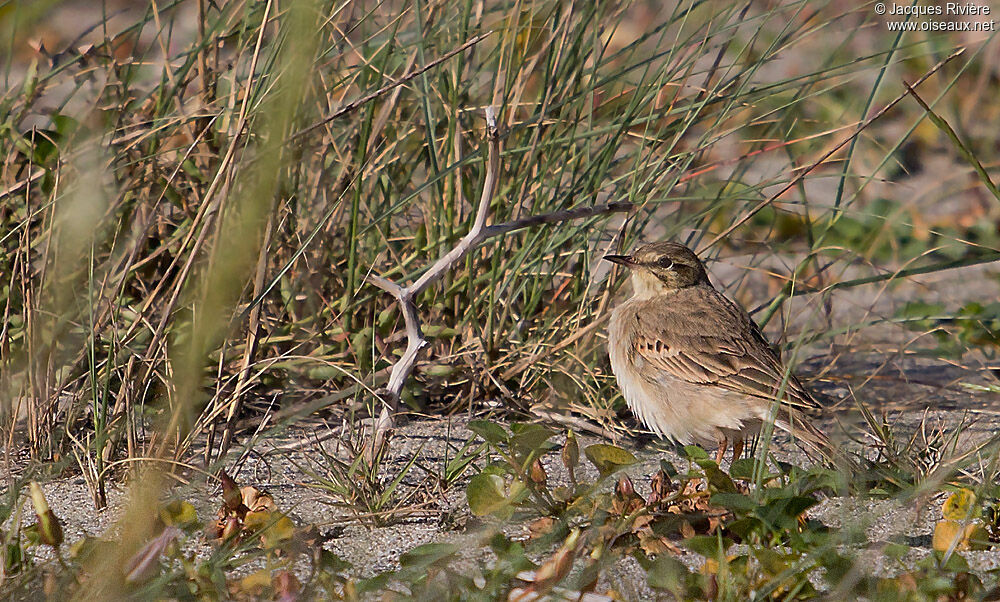 Pipit rousseline