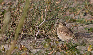 Tawny Pipit