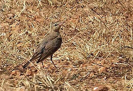 Tawny Pipit