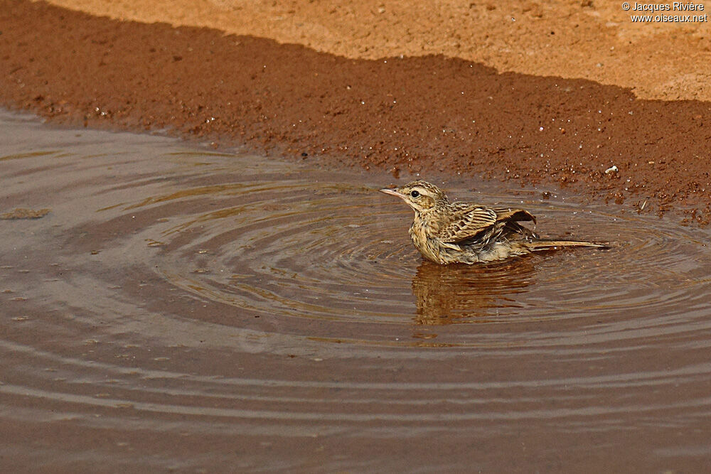 Tawny Pipitimmature, Behaviour