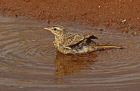 Tawny Pipit